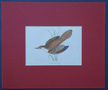 Load image into Gallery viewer, Rufus Sedge Warbler bird