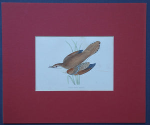 Rufus Sedge Warbler bird