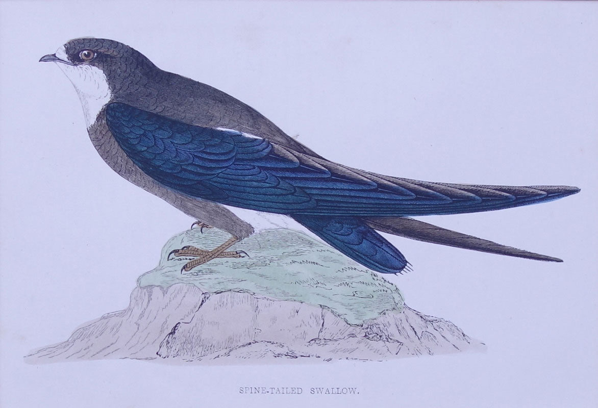 Spine  Tailed Swallow bird