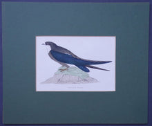 Load image into Gallery viewer, Spine  Tailed Swallow bird