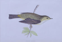 Load image into Gallery viewer, Willow Warbler bird