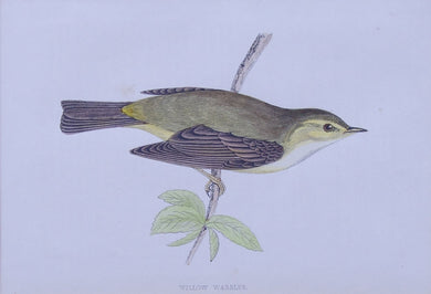 Willow Warbler bird