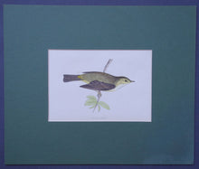 Load image into Gallery viewer, Willow Warbler bird