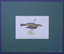 Load image into Gallery viewer, Willow Warbler bird