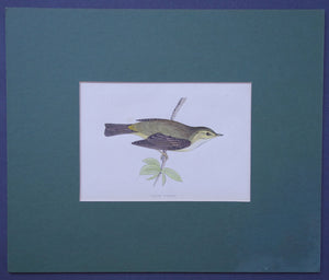 Willow Warbler bird