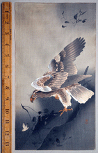 Load image into Gallery viewer, Eagle with outspread wings Japanese woodblock print Ohara Koson