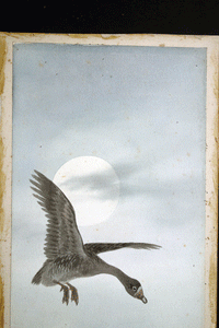 Japanese 19c watercolour Goose